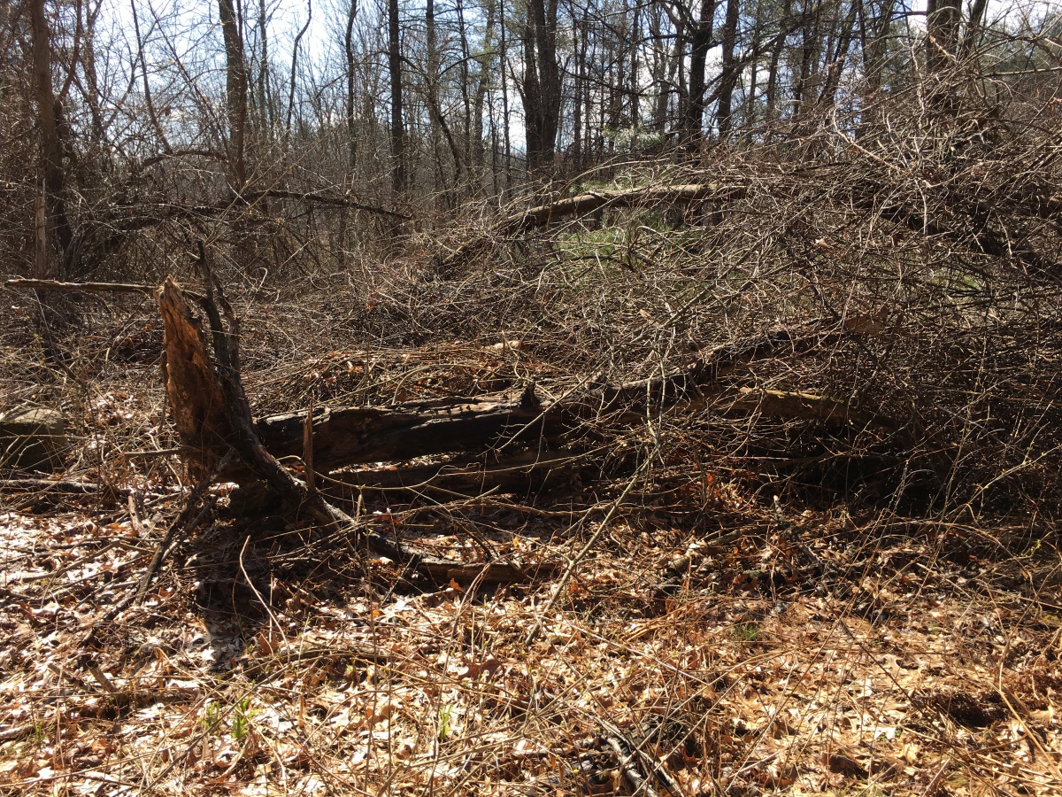 Invasive in the Spotlight Oriental Bittersweet Extension